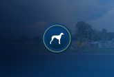 Greyhound