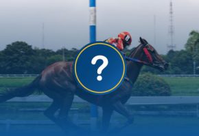 How to bet on horse racing '