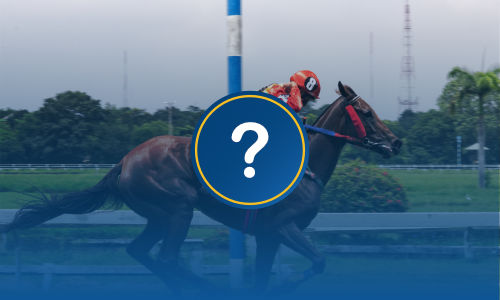 How to bet on horse racing