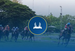 Horses image 6